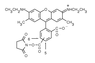 TAMRA|5(6)-羅丹明6G 琥珀酰亞胺酯